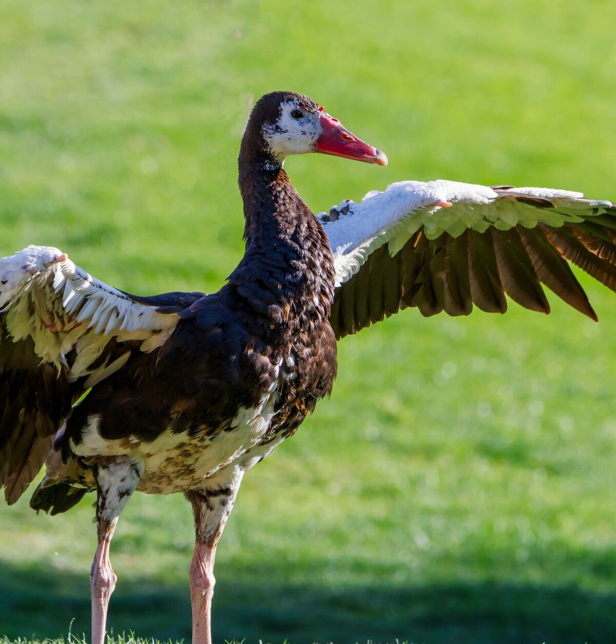 Northern spur-winged goose