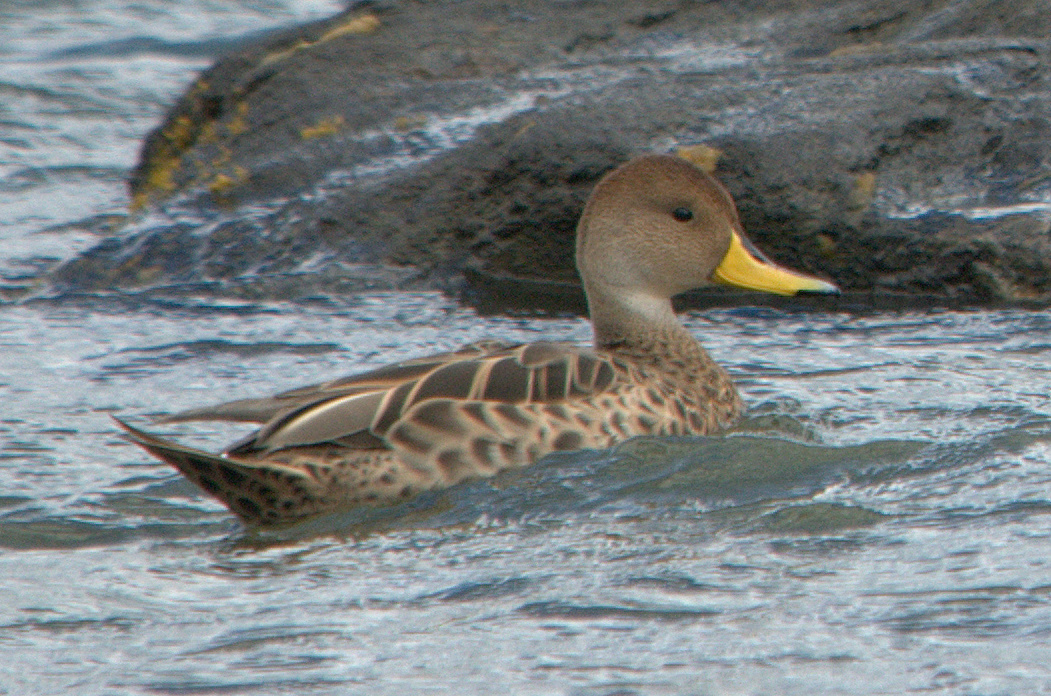 Brown pintail