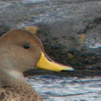Pintail