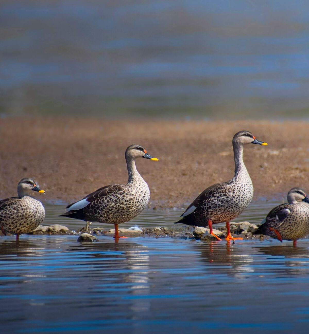 Indian spot-billed duck