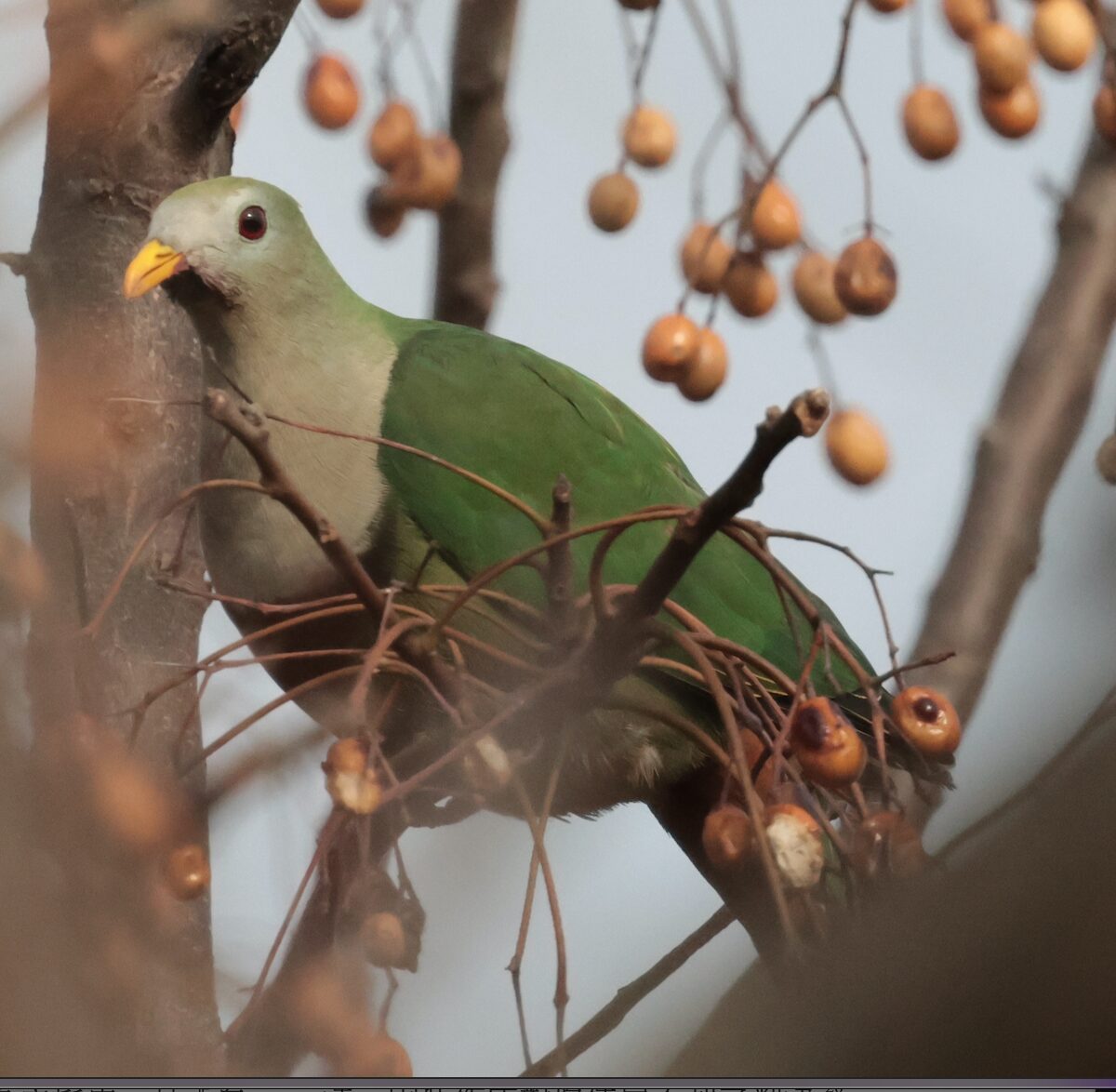 Black-chinned fruit dove