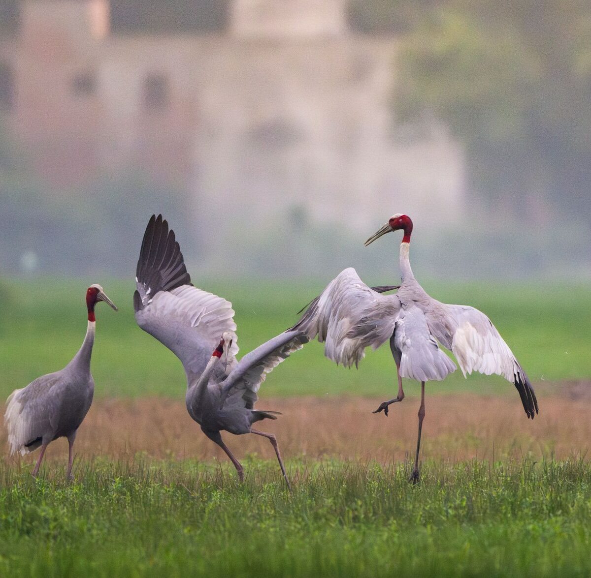 Indian sarus crane