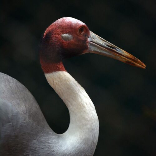 Sarus Crane