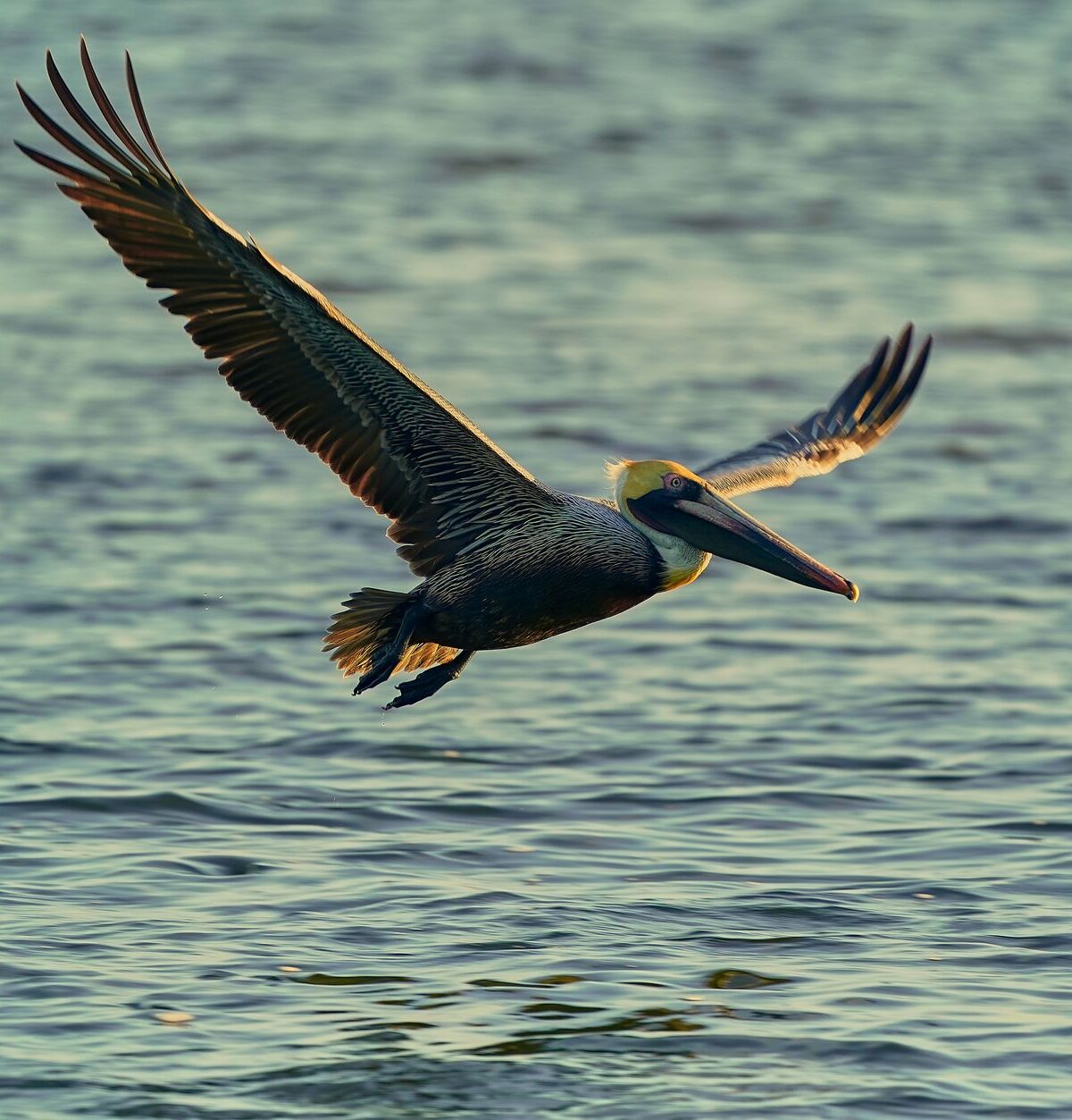 Eastern brown pelican