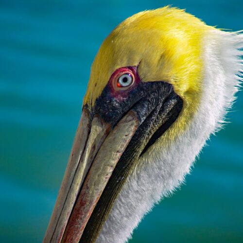 Brown Pelican