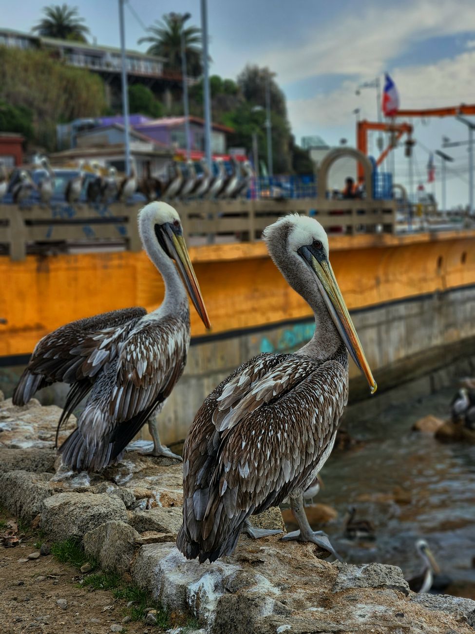 Humboldt brown pelican