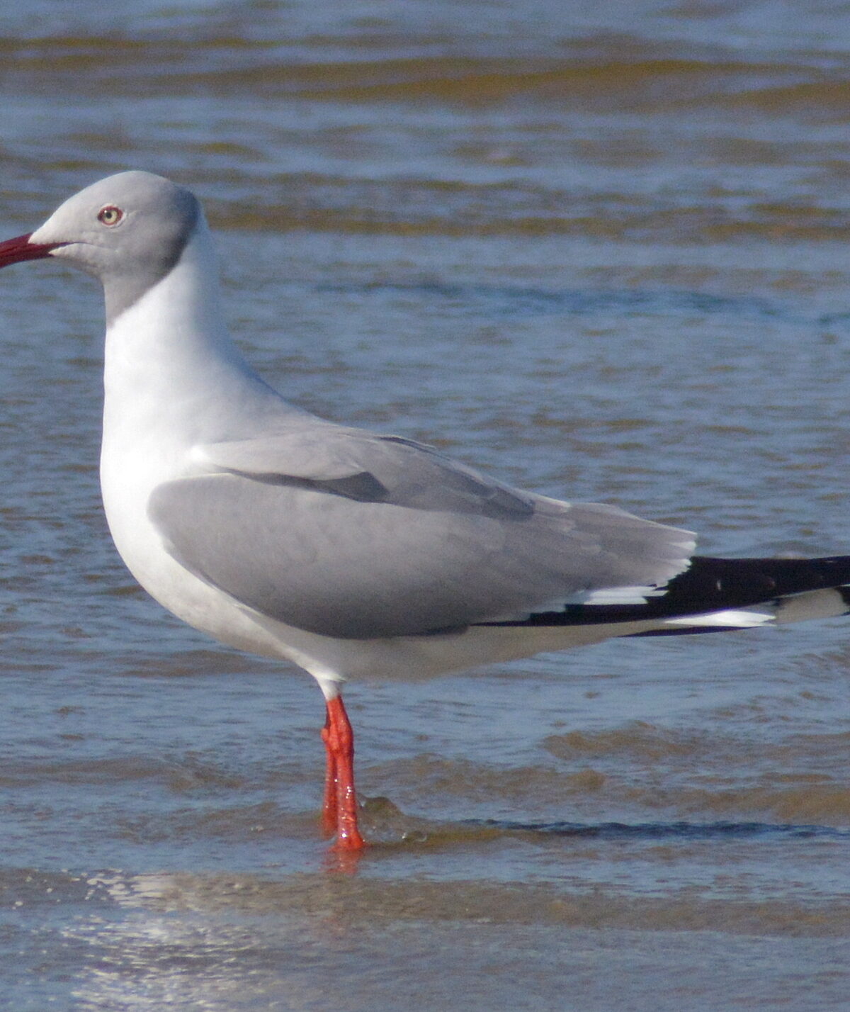 Grey-hooded gull