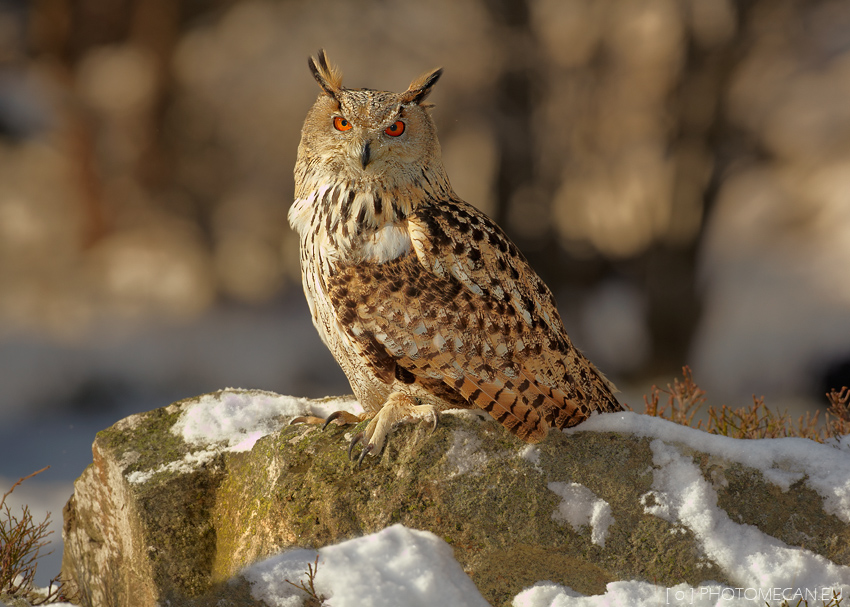 Northern eagle owl