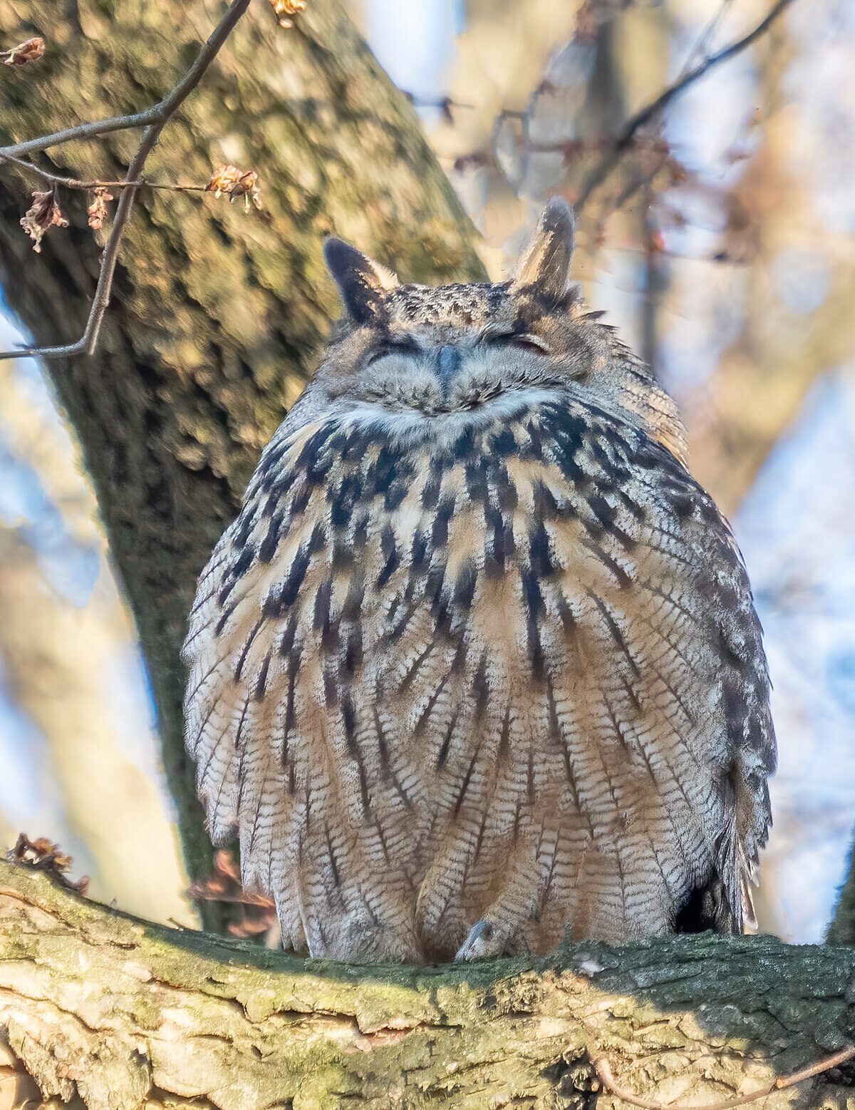 McKinder's eagle owl