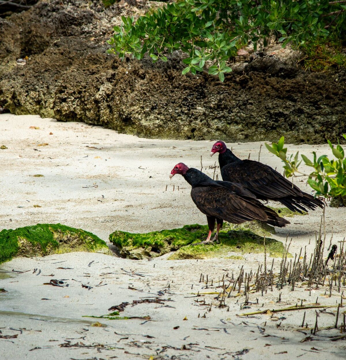 Eastern turkey vulture