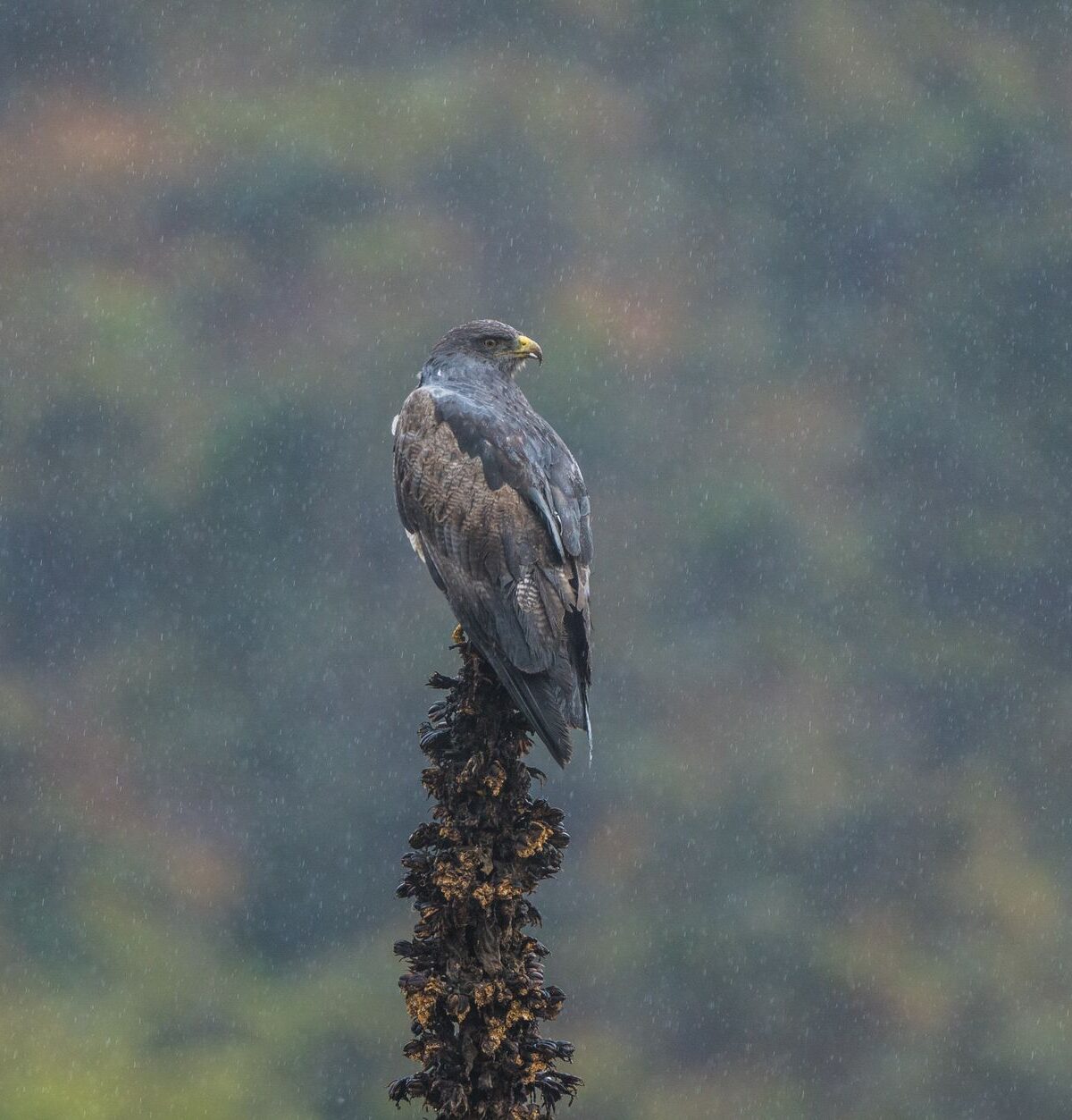 Eastern grey buzzard eagle