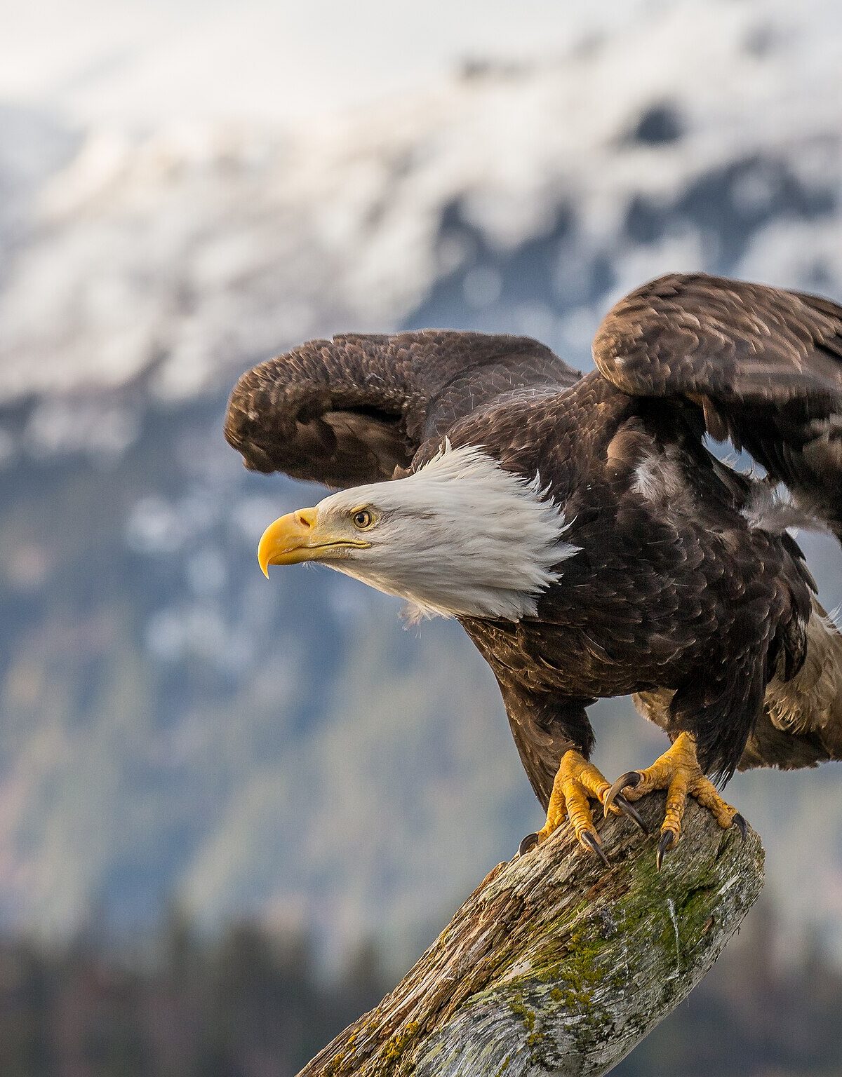 Northern bald eagle