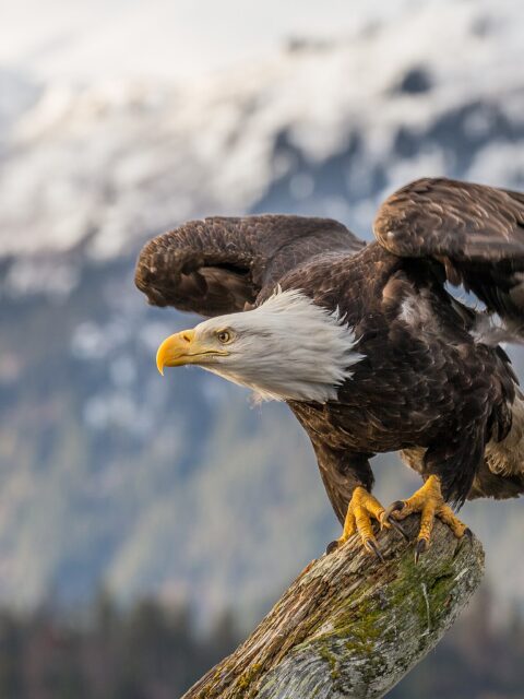 Northern bald eagle