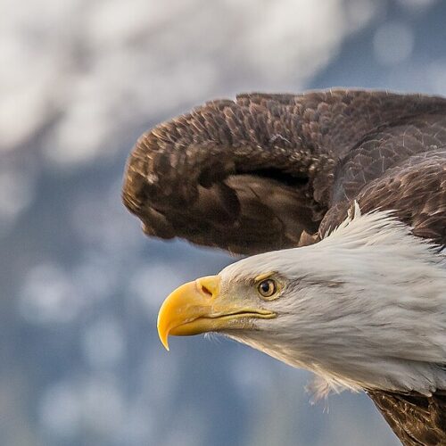 Bald Eagle