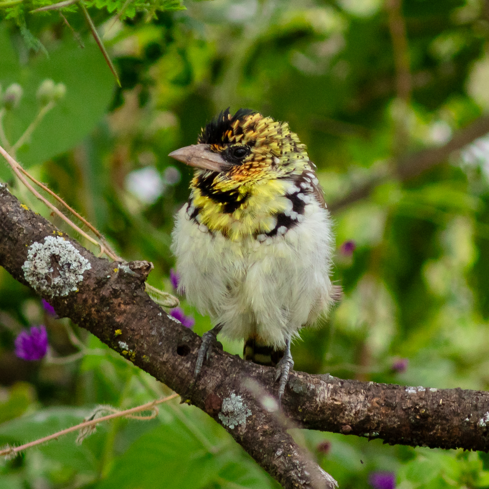 D'Arnaud's barbet