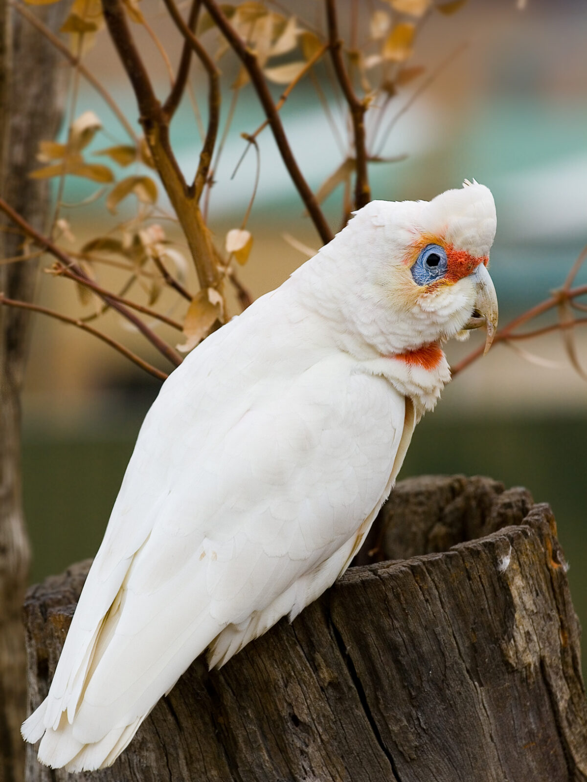 Long-billed corella