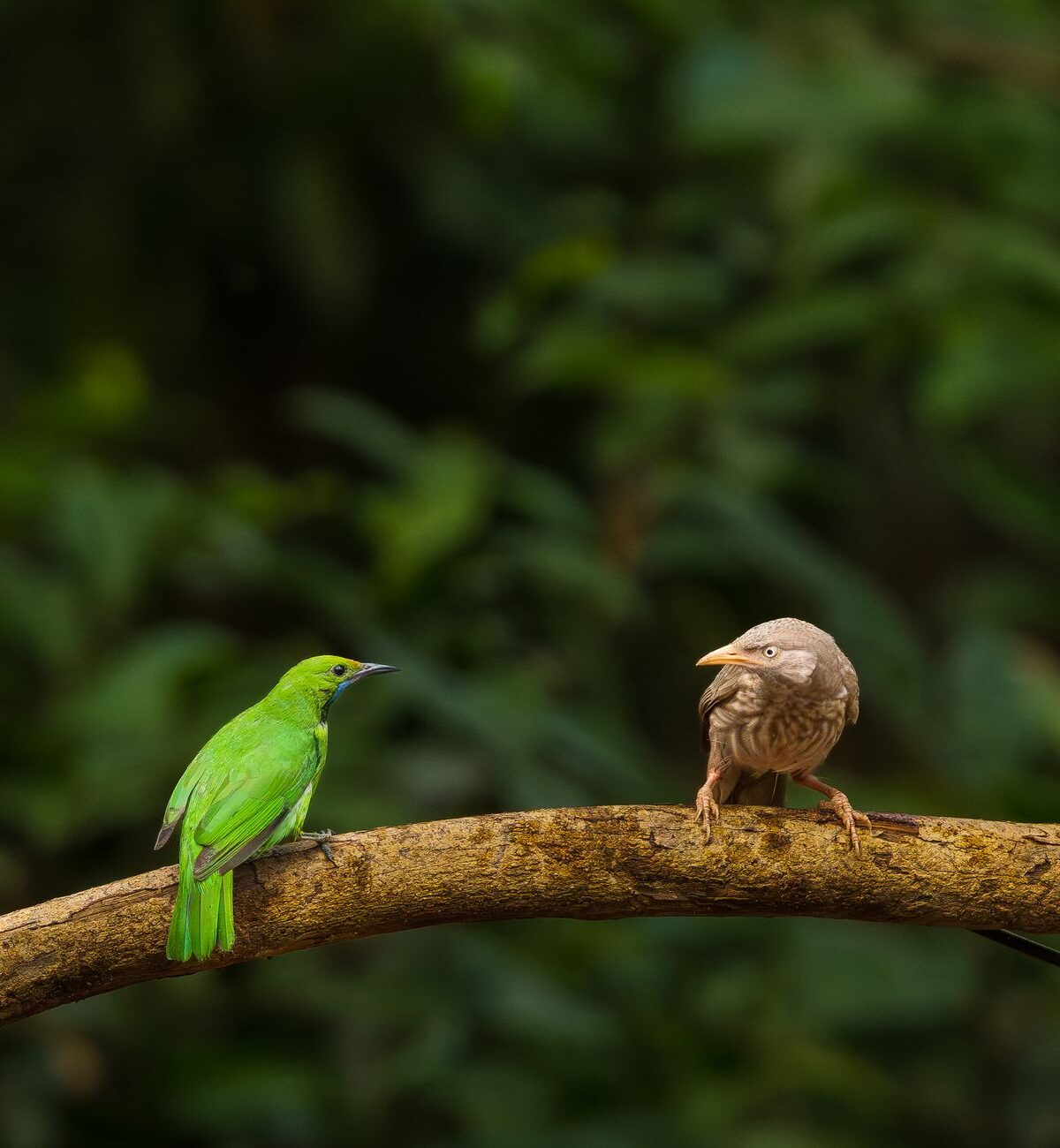 Blue-winged leafbird