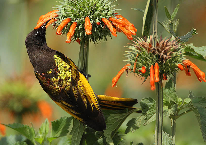 Golden-winged sunbird
