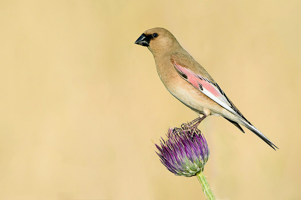 Desert finch