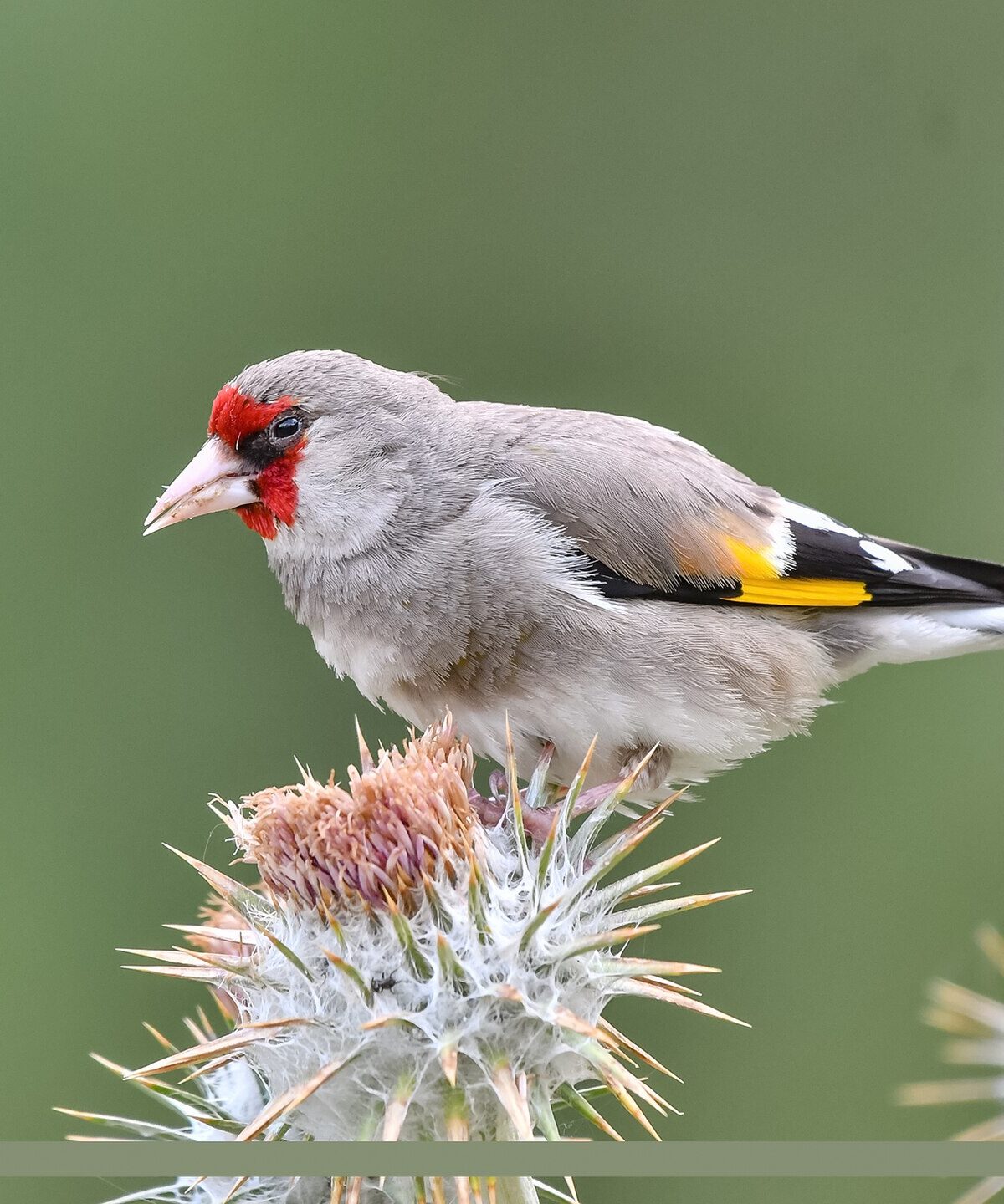 Grey-headed goldfinch