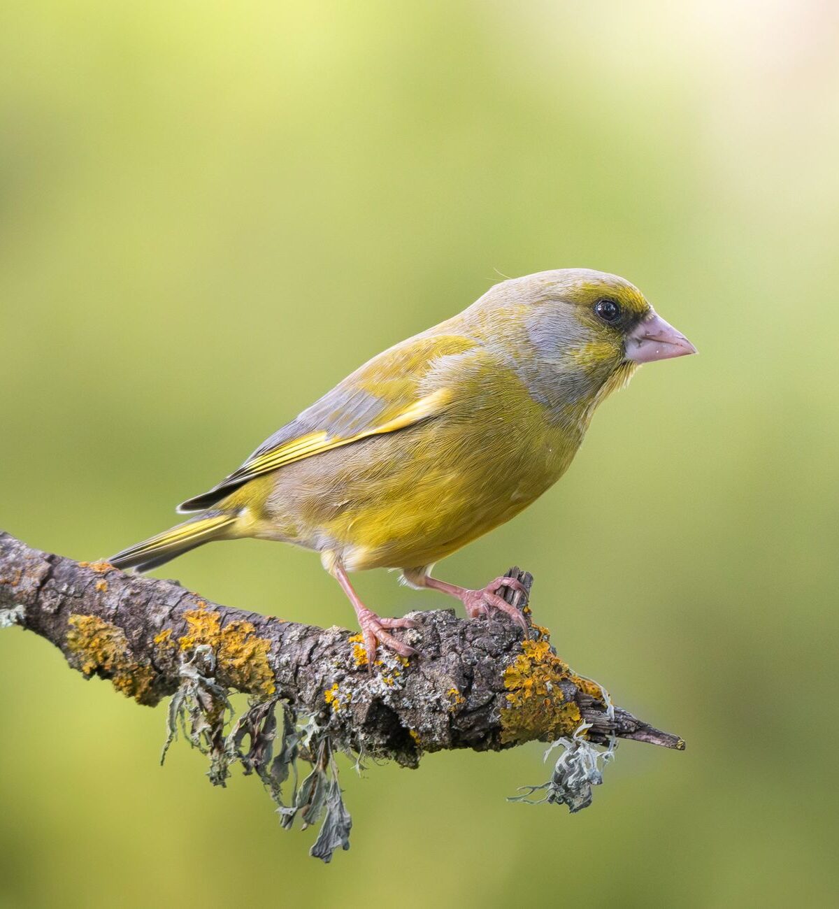 Black-headed greenfinch