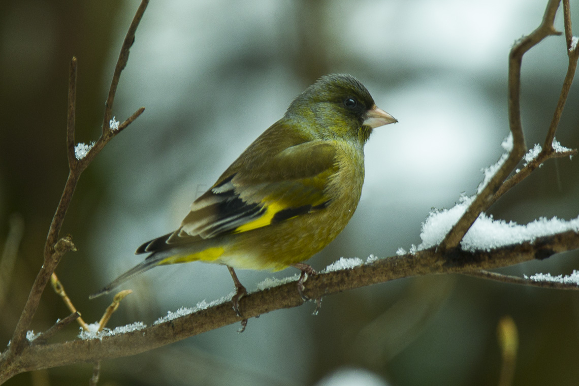 Oriental greenfinch