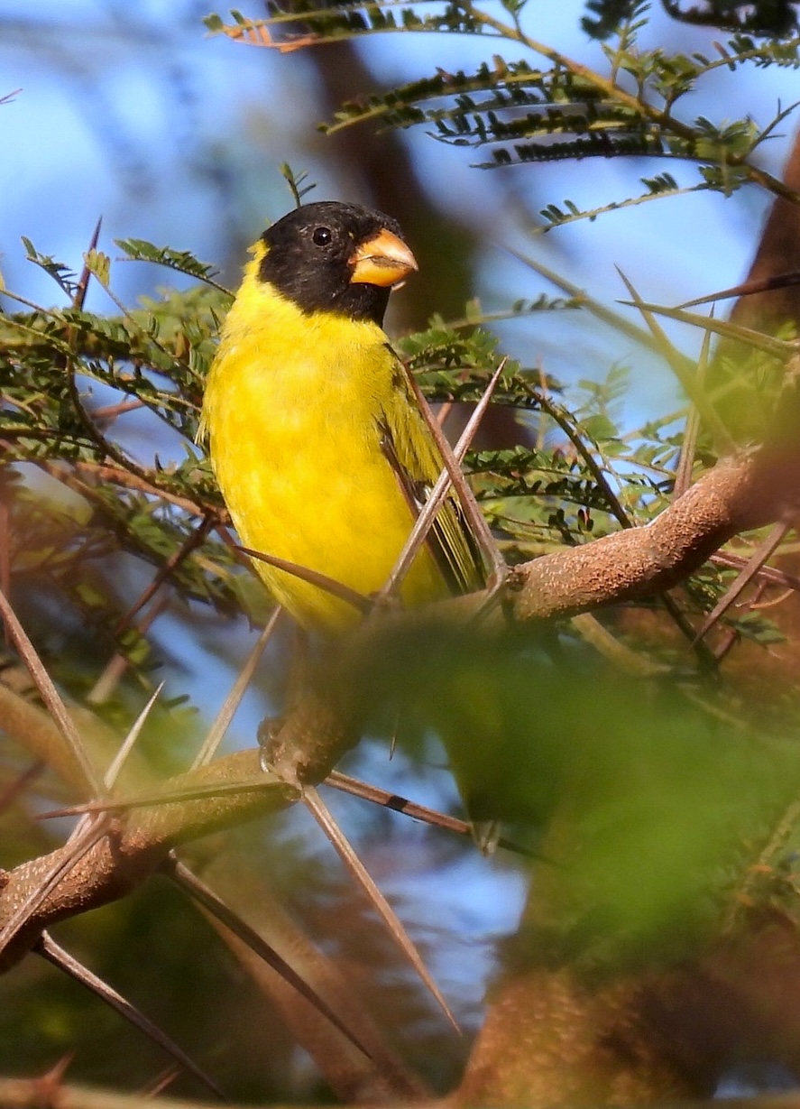 Antillean siskin