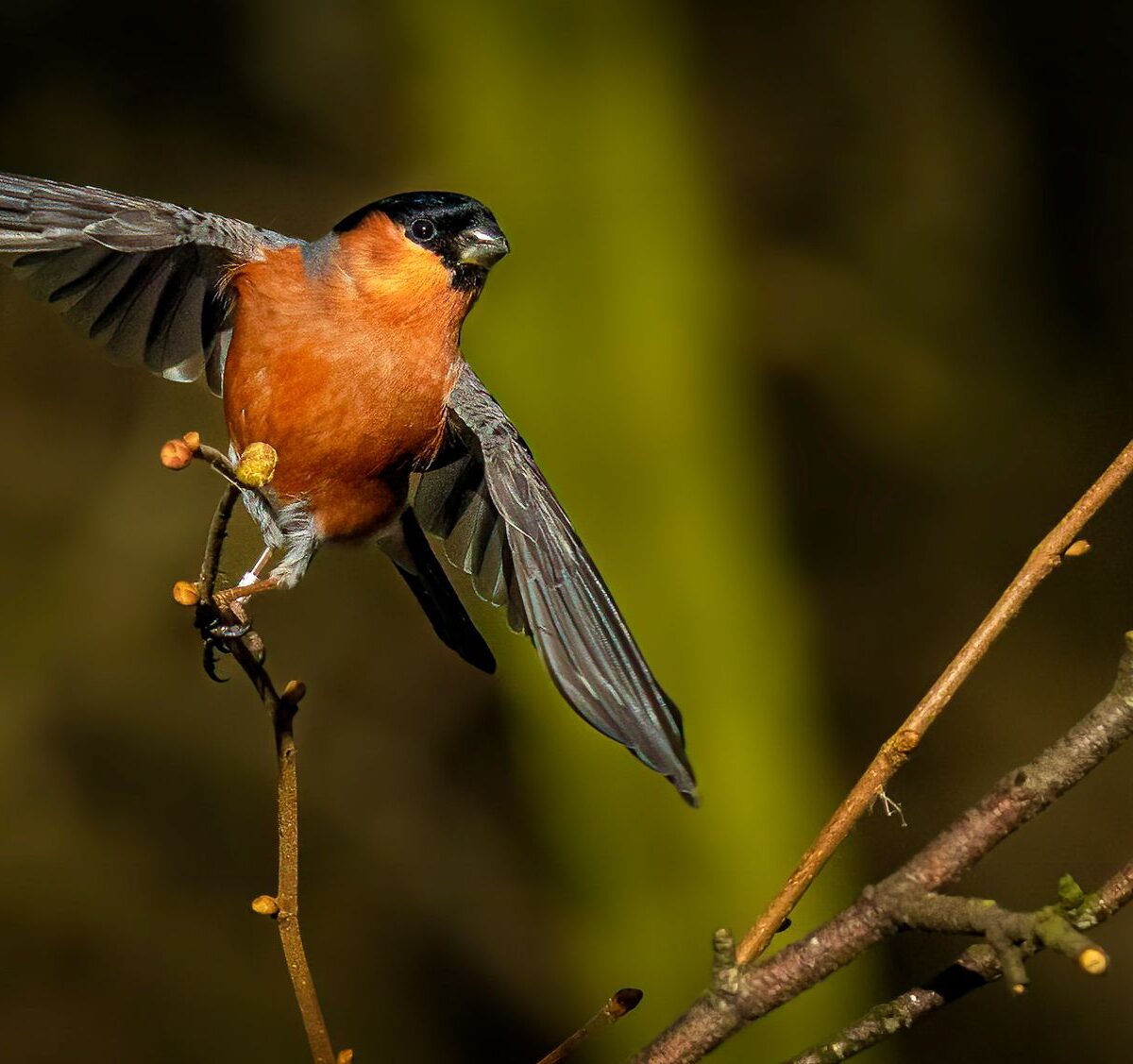 Greater Antillean bullfinch
