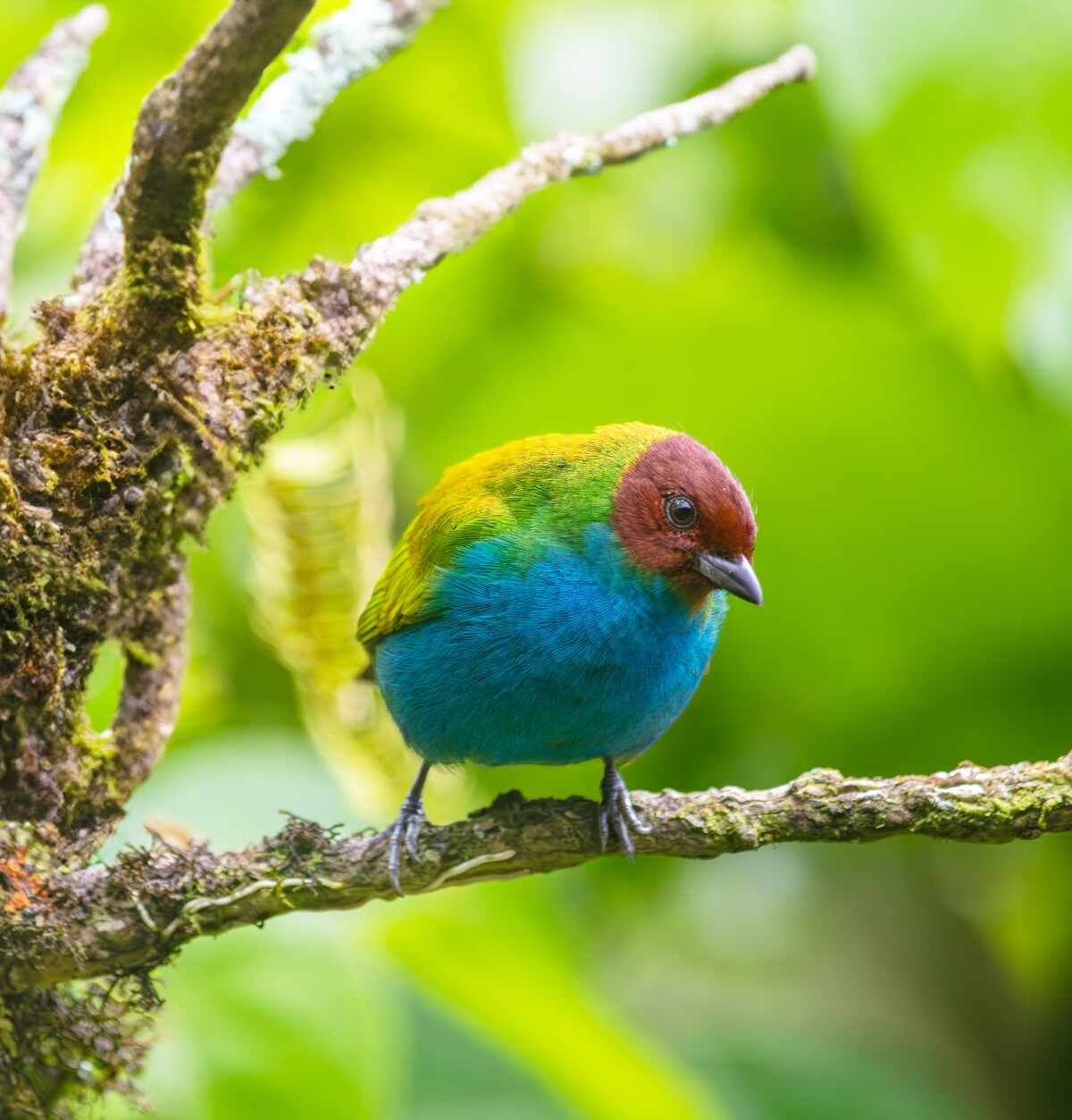 Bay-headed tanager