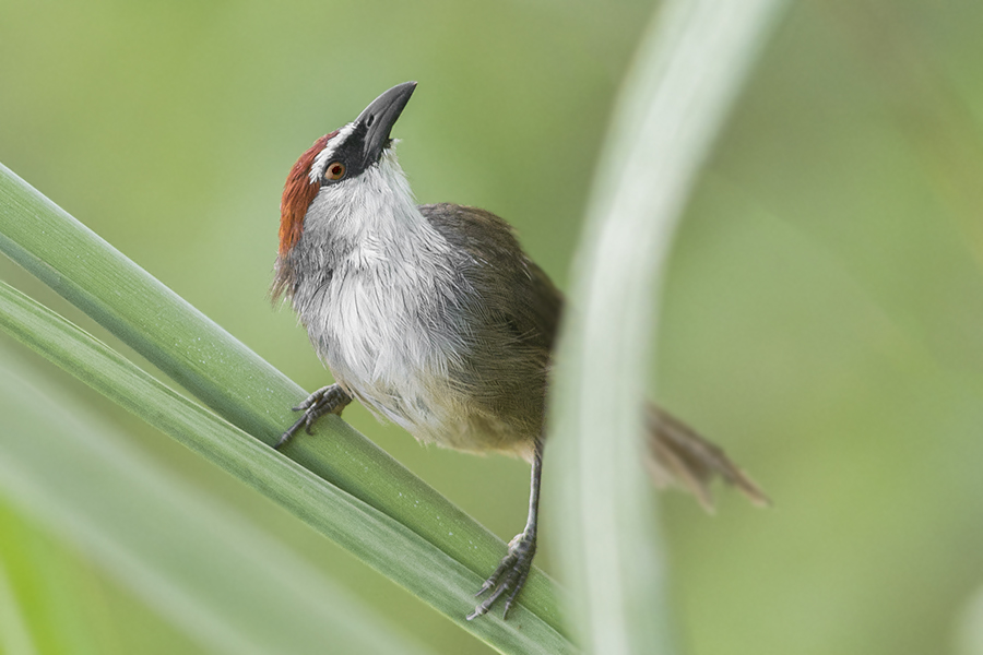 Chestnut-capped babbler