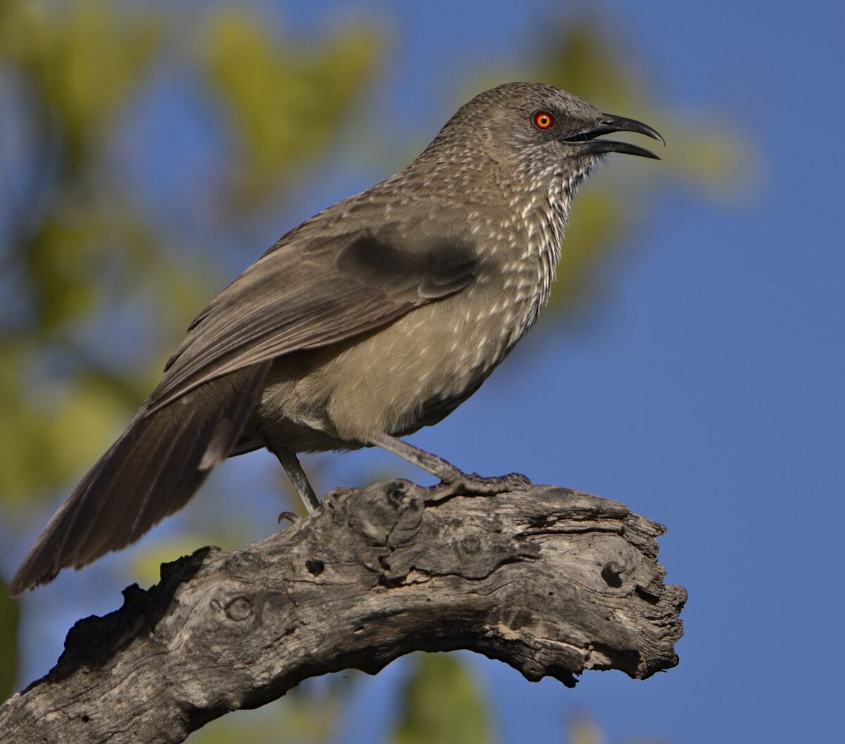 Arrow-marked babbler