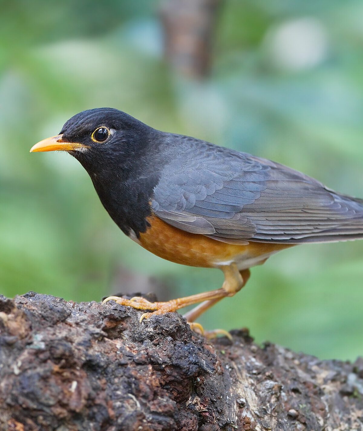 Black-breasted thrush