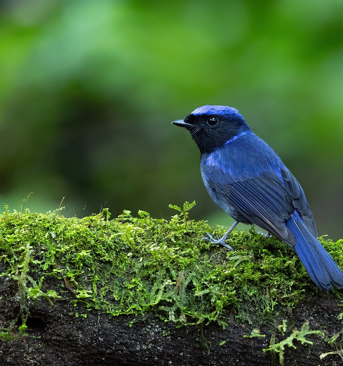 Large niltava