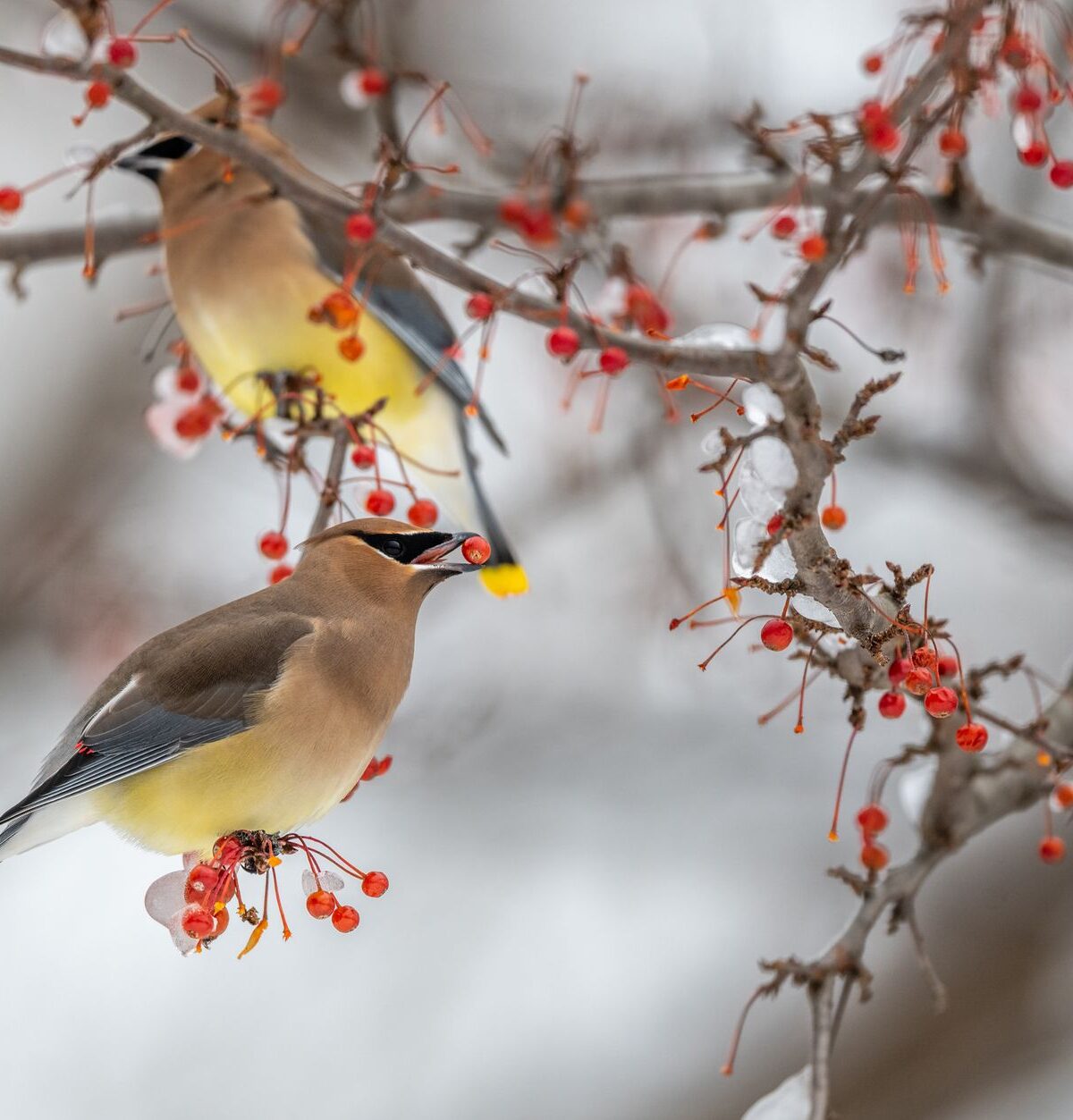 Japanese waxwing