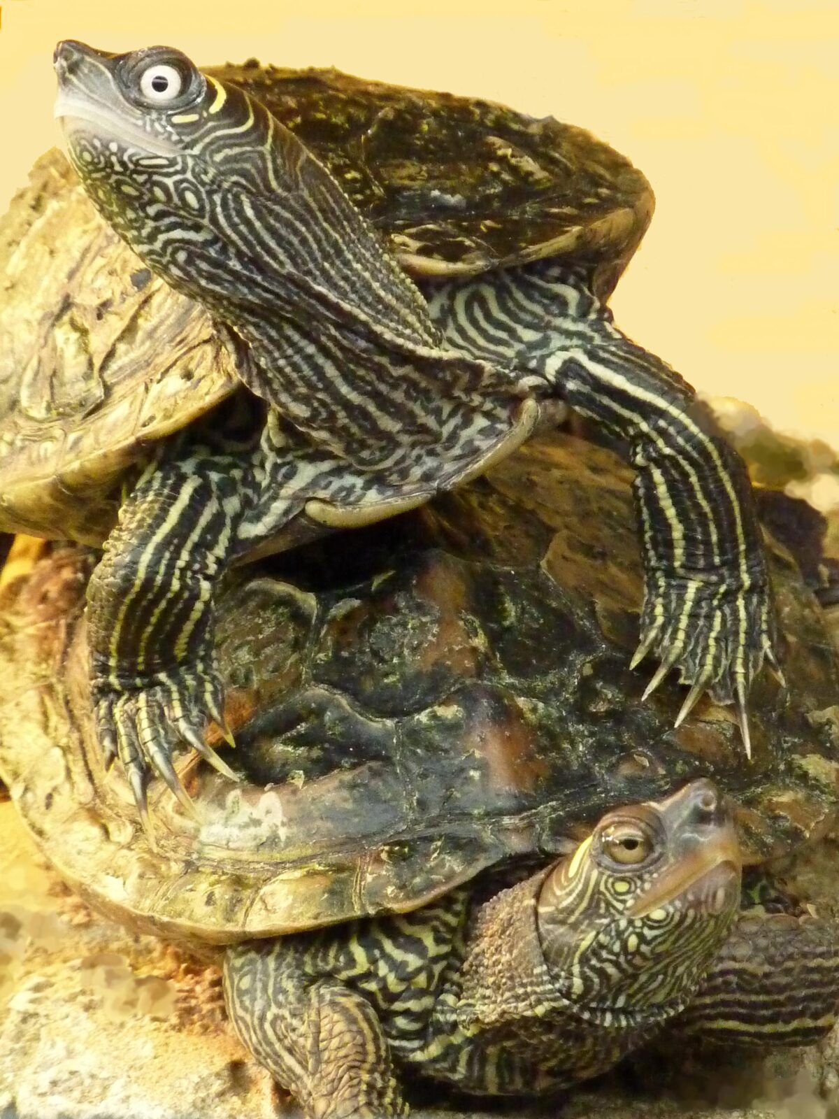 Mississippi map turtle