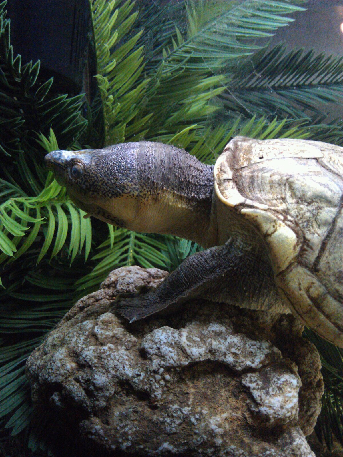 Mexican mud turtle