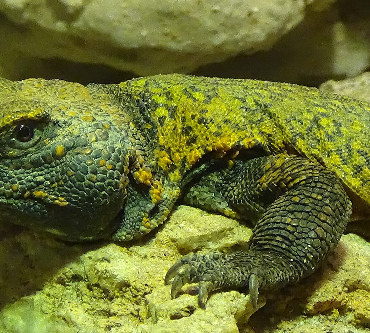 Morrocan spiny-tailed lizard