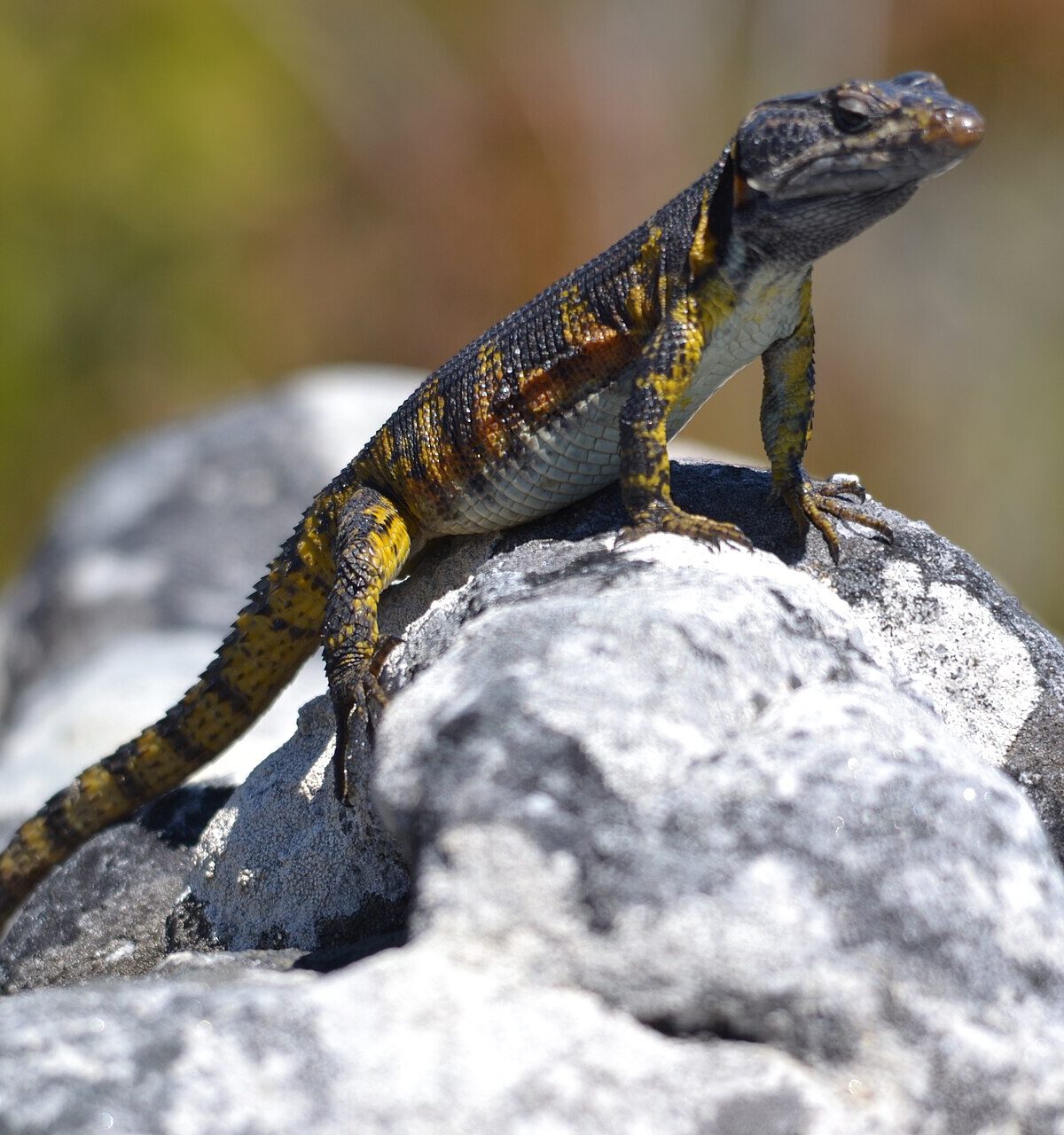 Cape crag lizard