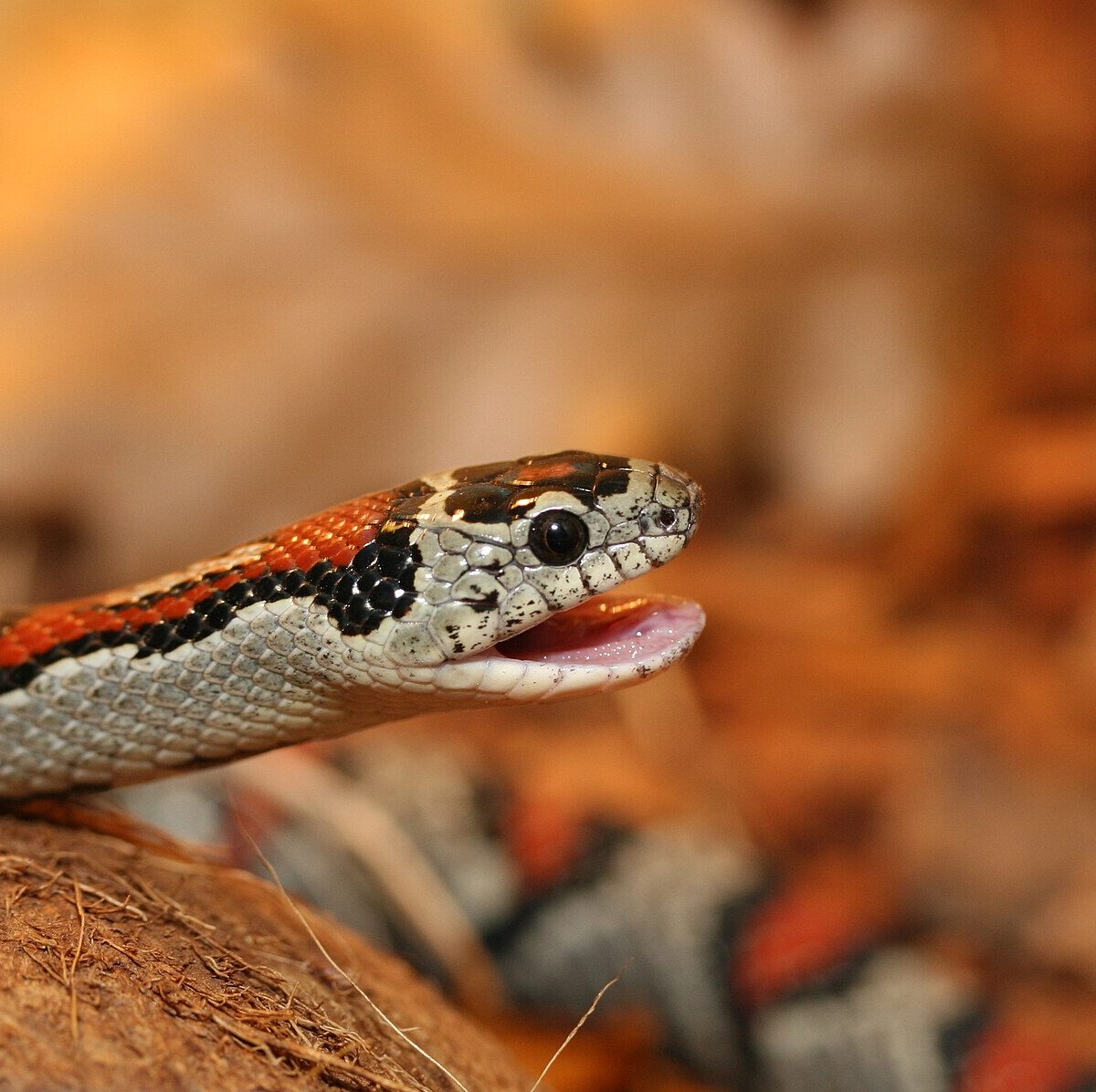 Greer's kingsnake