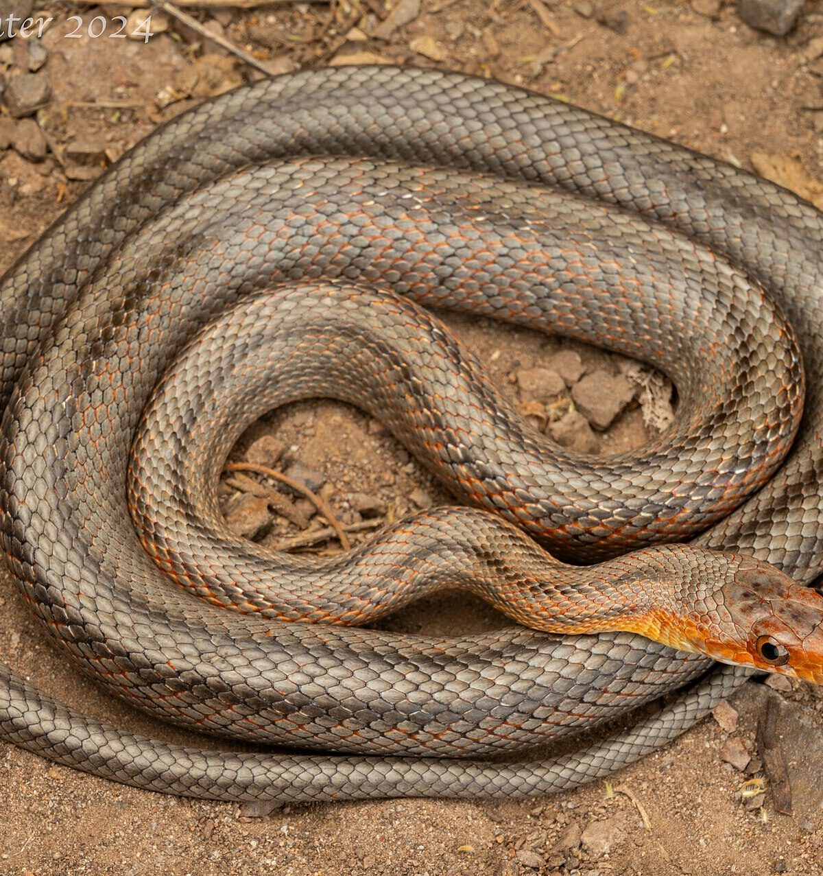 Baird's ratsnake