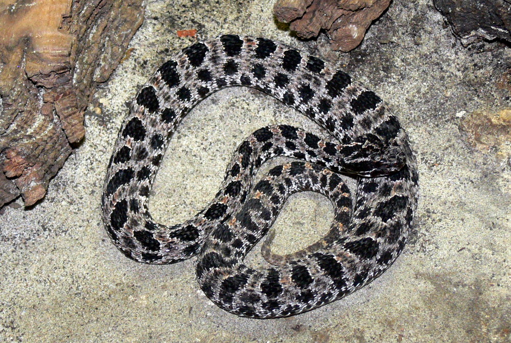 Dusky pygmy rattlesnake