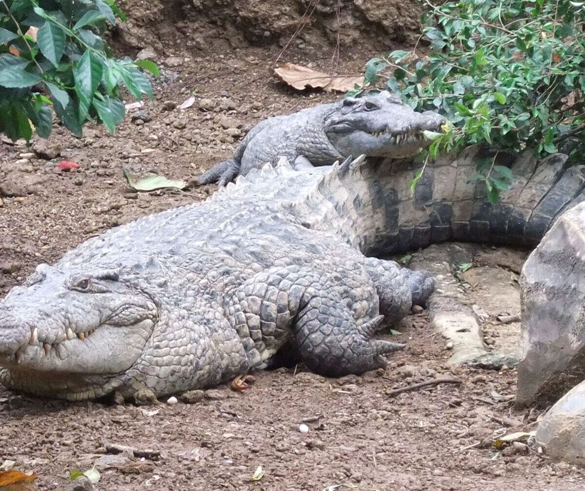 New Guinea crocodile