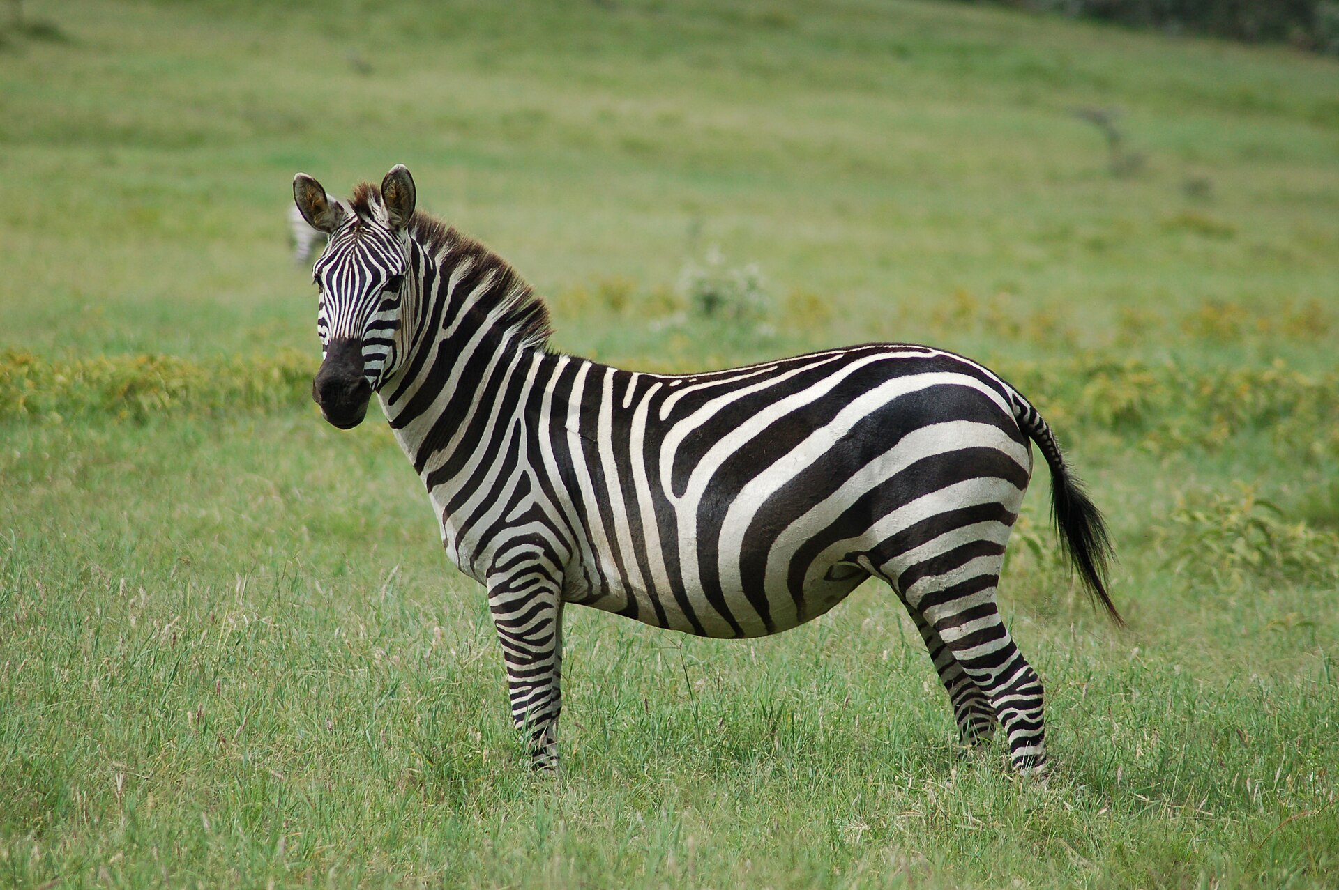 Bohm's Steppe Zebra
