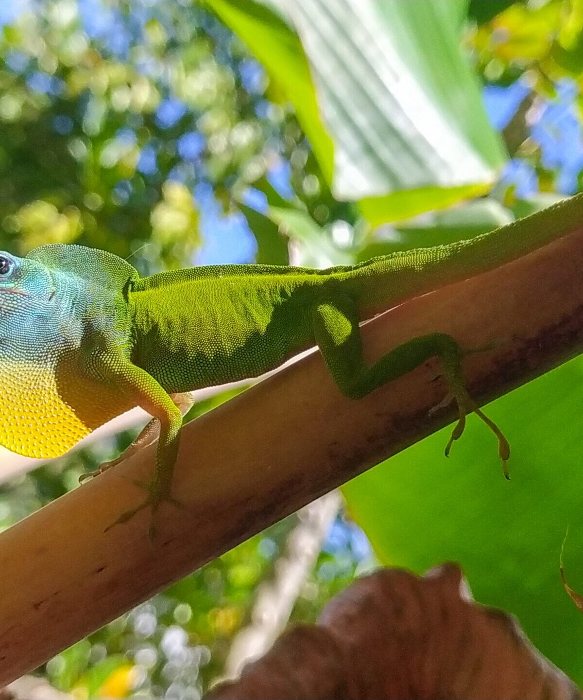 Striped Martinique Anole