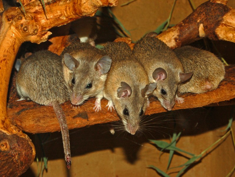 Asia Minor Spiny Mouse