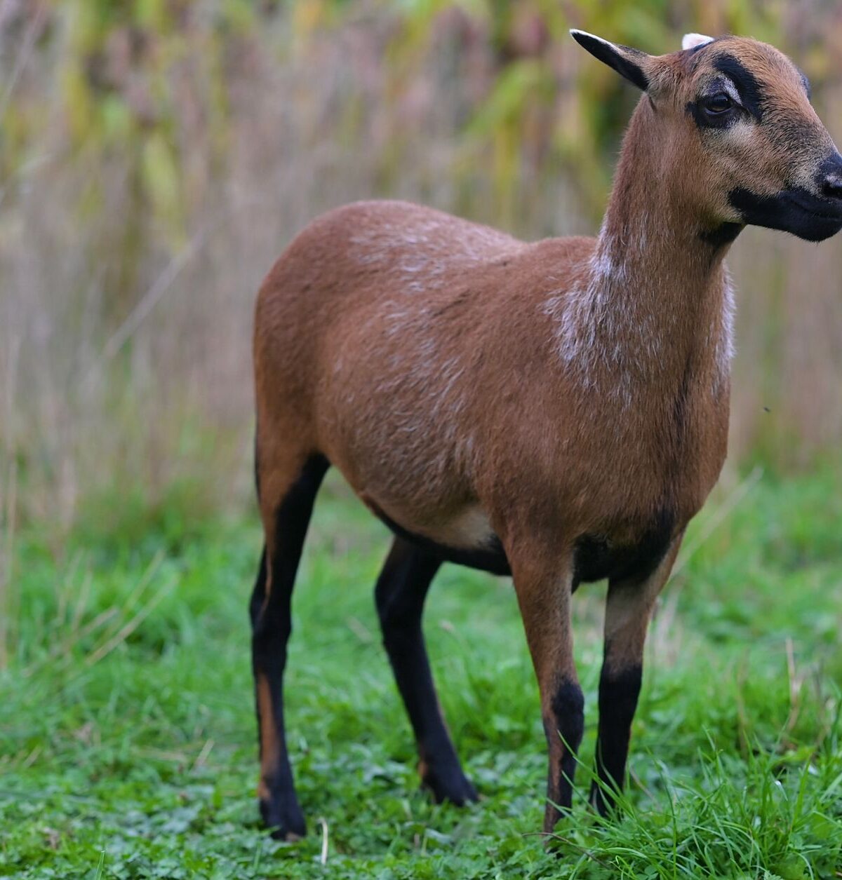 Cameroon Sheep