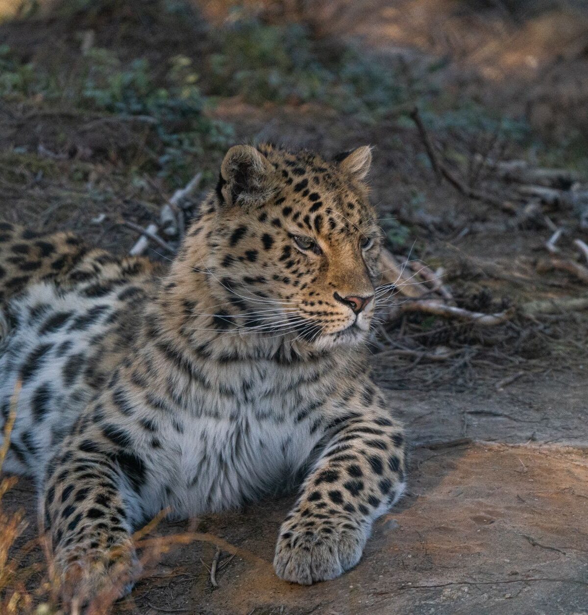 Northeast Chinese Leopard