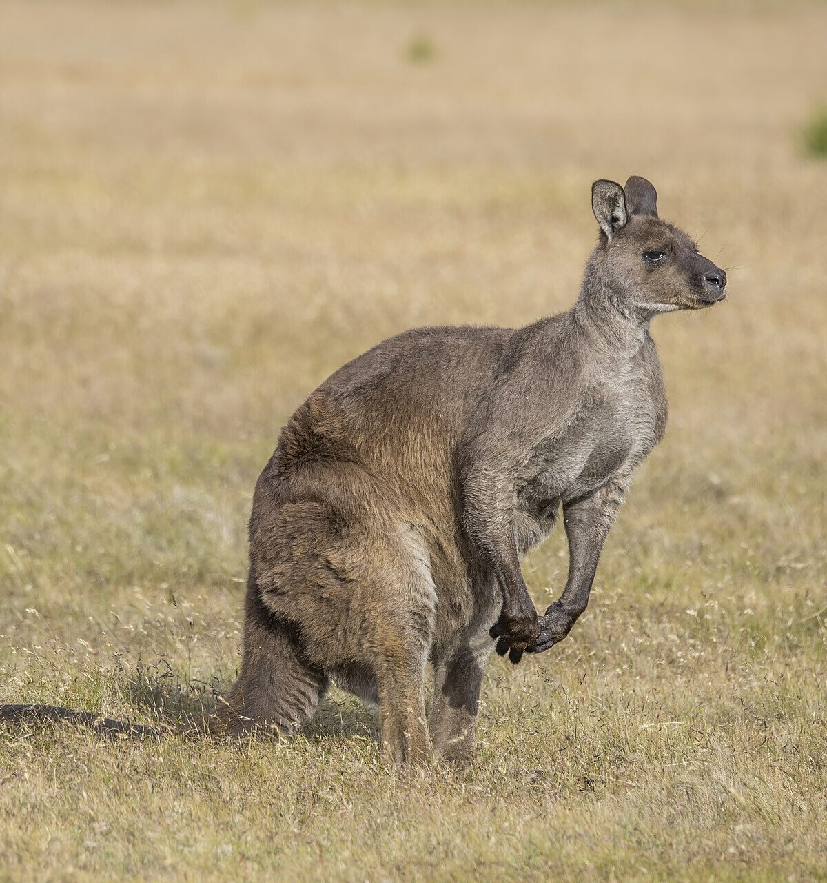 Western Grey Kangaroo