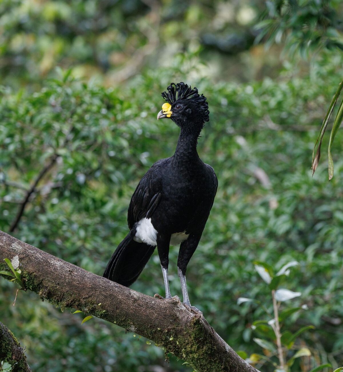 Red-billed Currasow