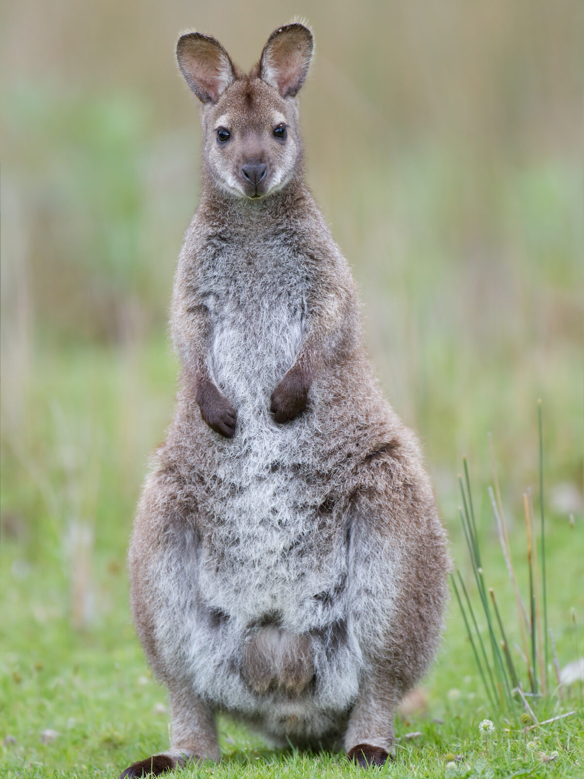 Bennett's Wallaby